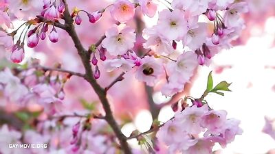 Young Anal Experts: Bareback Cum Shots Handjob Oral Twinks