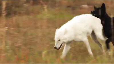 The Druid Peak Healing - Conservation Twist