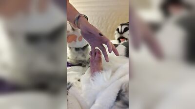 Furry Fetish - Split Dick Gets Urethra Fingered