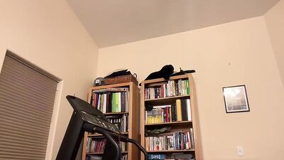 Gym Shower Heat: Webcam Nude Amateur Action!