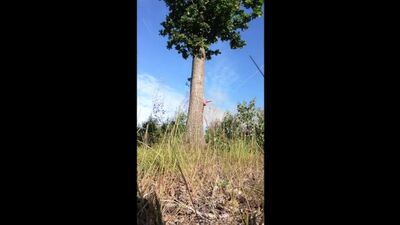 The Magic Tree is showing some nice stuff