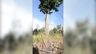 The Magic Tree is showing some nice stuff