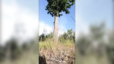 The Magic Tree is showing some nice stuff
