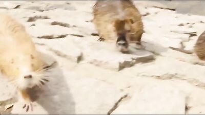 Straight Guys Gone Wild: Two-Man Action Show - Handjobs, Barebacking and Cum Shot Antics in the Bedroom!