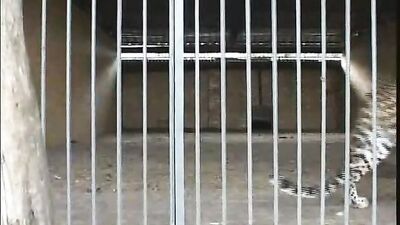 Rubax Video - A Gay Day of Affectionate Fun