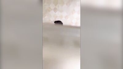 Hidd*en cam spying on Asian guys in the public bathroom