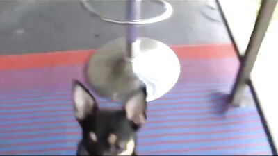 Twink Road Trippers Get Fucked Raw in Wild Gay Sex Videos