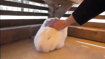 Japanese Sex Tourists and Their Encounters with Huge Cocks