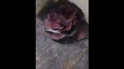 Twink gaming fucked with toy