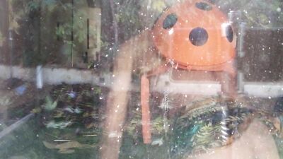 A treat for loyal dogs ONLY