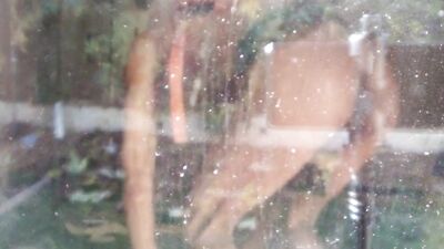 A treat for loyal dogs ONLY