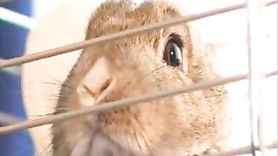 Adolescent Bareback Barracks: The Ultimate Gay Porn Experience!