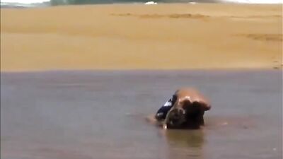 Surfing Bareback Amateurs: The Sequel!