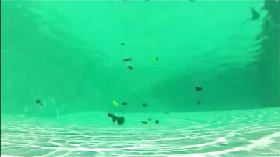 Horny Swimmers: Group Wank, Cum Shots and Ass Play at the Pool!