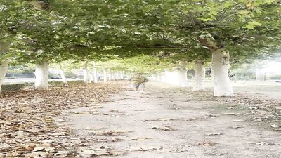 Risky Flash Cock In The Street, Cruising Gay Video