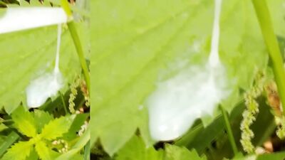 Gosh the shaved balls are a blessing when masturbating with white cotton briefs in public park scout