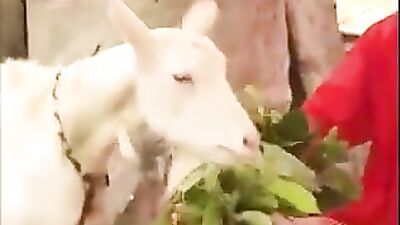 Gay Porn Stable Of Love: Action-Packed Passion!