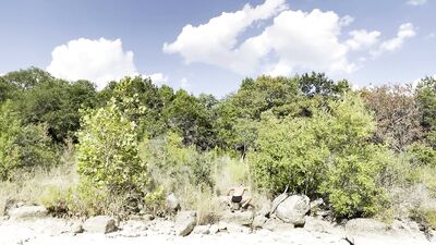 Sweaty runner does exercises outside