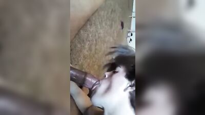 BBC Blowjob: Interracial Gay PornTube Delights!