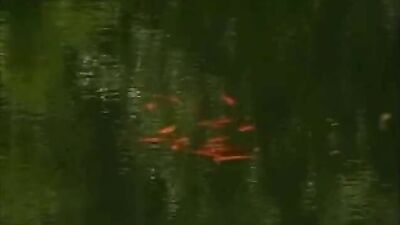 Gay Porn Nature Walk Nailing - Teens Classic Boys Porns Cutie Blond Outdoor Orgies!