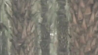 Vintage California Bareback Buddies - Big Cocks and Ass Play