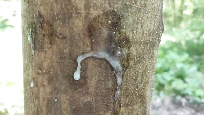 Cumshot on 'cum here' tree , showing cum close up and piss at a cruising area