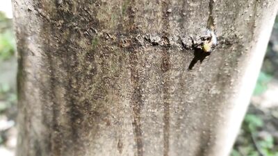 Cumshot on 'cum here' tree , showing cum close up and piss at a cruising area