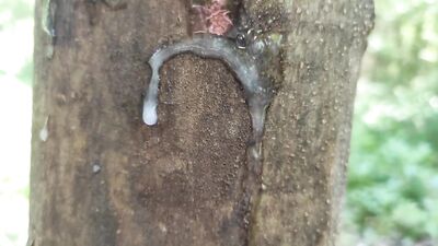 Cumshot on 'cum here' tree , showing cum close up and piss at a cruising area
