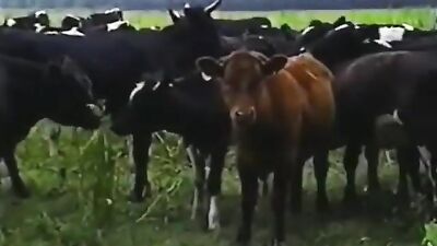 German Cowboys: Back in Action - The Ultimate Amateur Ass Play