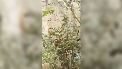 Bold Black Cock Wanking in Public