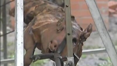 Dik Day For Director