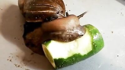 Lunch Time Fun!: A Gay Porn Video with Unforgettable Moments