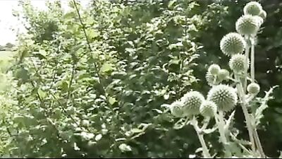 Natural Fun in Nature 2: Hardcore Action