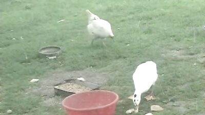 Barnstorming: Big Cocks in Action!