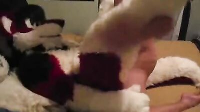 Furry Fetish Breeding: Amateur Action Reignited!