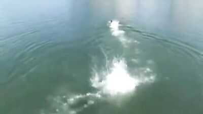 Alligator Spring Break Fun Heats Up in New Gay Porn Video!